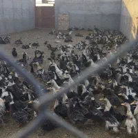 اردک چاق|حیوانات مزرعه|رشت, منظریه|دیوار