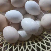 تخم مرغ  نطفه دار