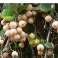 سپستان خشک تازه و درشت درجه یک