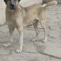 نگهبان...
