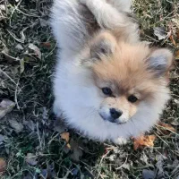 سگ پامر|سگ|کرمانشاه, |دیوار