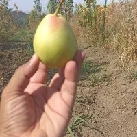 باغ میوه 1750 متری با چشمانداز جنگل