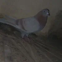 کبوتر تهرانی|پرنده|باقرشهر, |دیوار