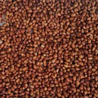 سنجد|خوردنی و آشامیدنی|خسروشاه, |دیوار