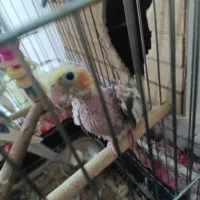 عروس هلندی دستی|پرنده|شهریار, شهرک مصطفی خمینی|دیوار