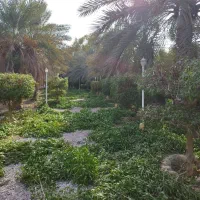 هرس کردن و تمی کاری، قطع درختان ونخل