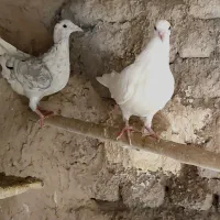 جوانه سار سرور|پرنده|چناران, |دیوار