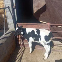 گوساله نر|حیوانات مزرعه|شهرضا, |دیوار