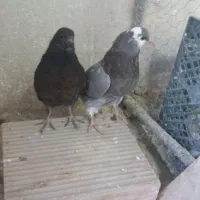 جوجه|پرنده|پیشوا, |دیوار