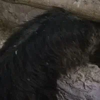 بزغاله ماده|حیوانات مزرعه|چناران, |دیوار