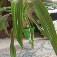 گل اشک ملکه و کاج مطبق بزرگ وسرحال