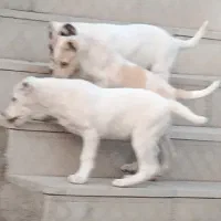 سگ ماده
