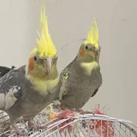 عروس هلندی دست آموز