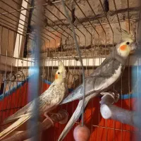 عروس هلندی|پرنده|زنجان, |دیوار