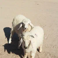 جفت بره نر ماده دورگ مناسب|حیوانات مزرعه|جیرفت, |دیوار