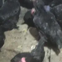 جوجه کوشین مشکی مرندی رسمی|حیوانات مزرعه|ساوه, |دیوار