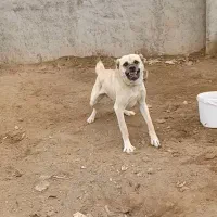 سگ نگهبان ۱۰ماه نر شناسنامه دار