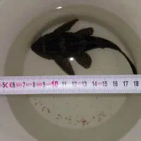 لجن خوار