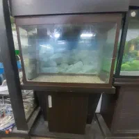 آکواریوم|ماهی|محمدشهر, جعفرآباد|دیوار