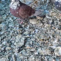 20تاحیوون ساعت بالا نروماده جفتی600تومن