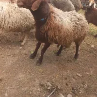 یک عدد قوچ فروشی