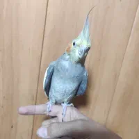 عروس هلندی|پرنده|فولادشهر, A3|دیوار