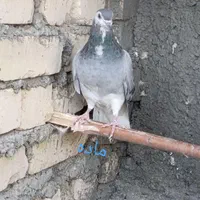 دمگیر|پرنده|اصفهان, براآن شمالی|دیوار
