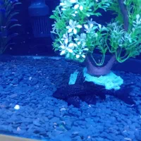 ماهی پرت و لجنخوار بزرگ در بیدستان