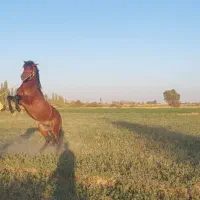 فروش نریان|اسب و تجهیزات اسب‌سواری|میاندوآب, |دیوار