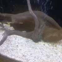 ماهی روح شب black goust