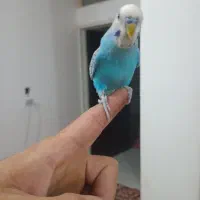 مرغ عشق