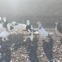 ۱۸عدد کفتر رنگی|پرنده|سراوان, |دیوار