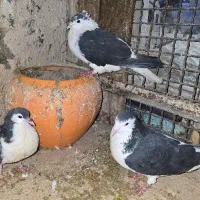 کفتر|پرنده|مشهد, فدک|دیوار