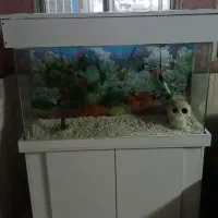 آگواریم    قیمت.  ۶۲۰۰. نونو