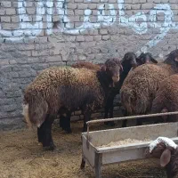 گوسفند نر در هر وزن برای کشتار مال سالم گوشت سالم