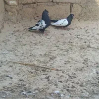 هویزه|پرنده|سوسنگرد, |دیوار