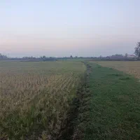 25000 هزار متر شالیزار سنتی بافت روستا|فروش زمین و ملک کلنگی|ماسال, |دیوار