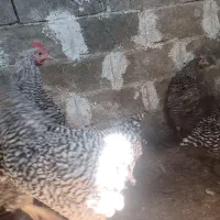 فروش خروس آمروک|حیوانات مزرعه|گرگان, |دیوار