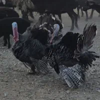 بوقلمون