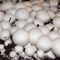 برگزاری دوره های آموزش پرورش قارچ دکمه ای|خدمات آموزشی|اصفهان, بابوکان|دیوار
