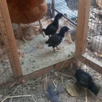 یک مرغ کورچ به همراه سه جوجه