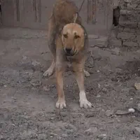 سگ افغان