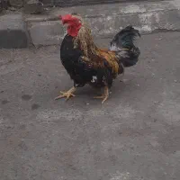 خروس مینیاتوری