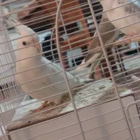 عروس هلندی جفت با جوجه