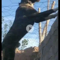 سگ افغانی نژاد داره 15ماهه