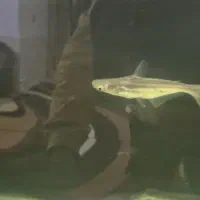 ماهی پنگوسی گیاهخوار پنج بند|ماهی|شیراز, هفت تنان|دیوار