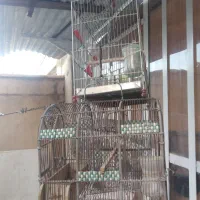 تعدادی قفس سهره|لوازم جانبی حیوانات|شیراز, شهرک مفتح|دیوار