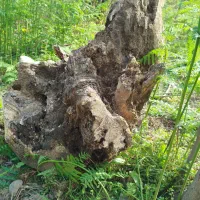 فروش ریشه درخت عرعر