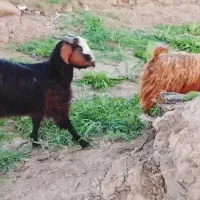 دورس بزغاله دودندون