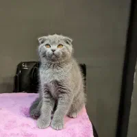 بچه گربه اسکاتیش ماده بلو|گربه|تهران, تهرانسر مرکزی|دیوار